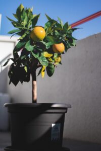 Por cada nueva vida, un nuevo árbol - Doctora Radharani Jiménez